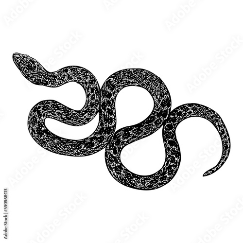 Texas Night Snake hand drawing vector isolated on background.	