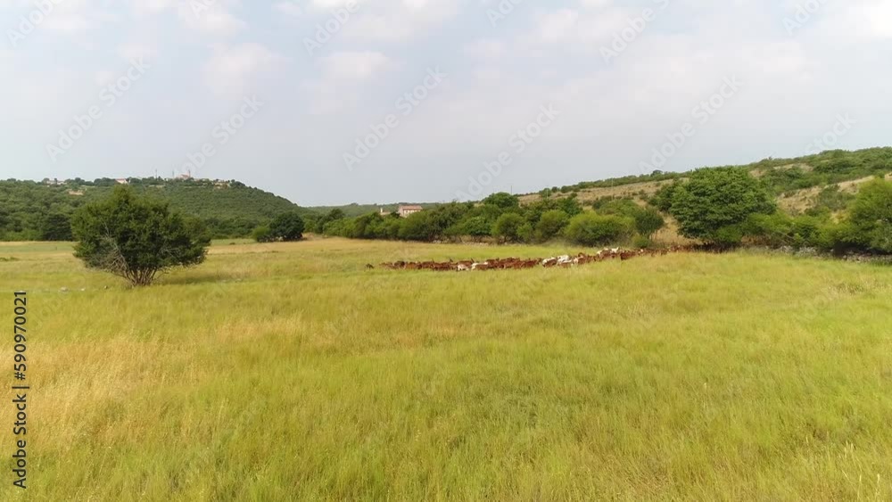 Low aerial shot of a herd of white brown and black wild goats going through a gate Low aerial shot of a herd of white brown and black wild goats going through a gate