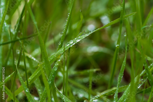 Wunderschönes grünes Gras mit Regentropfen