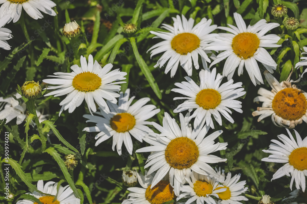 Zinnia flowers blooming in the garden at a sunny day