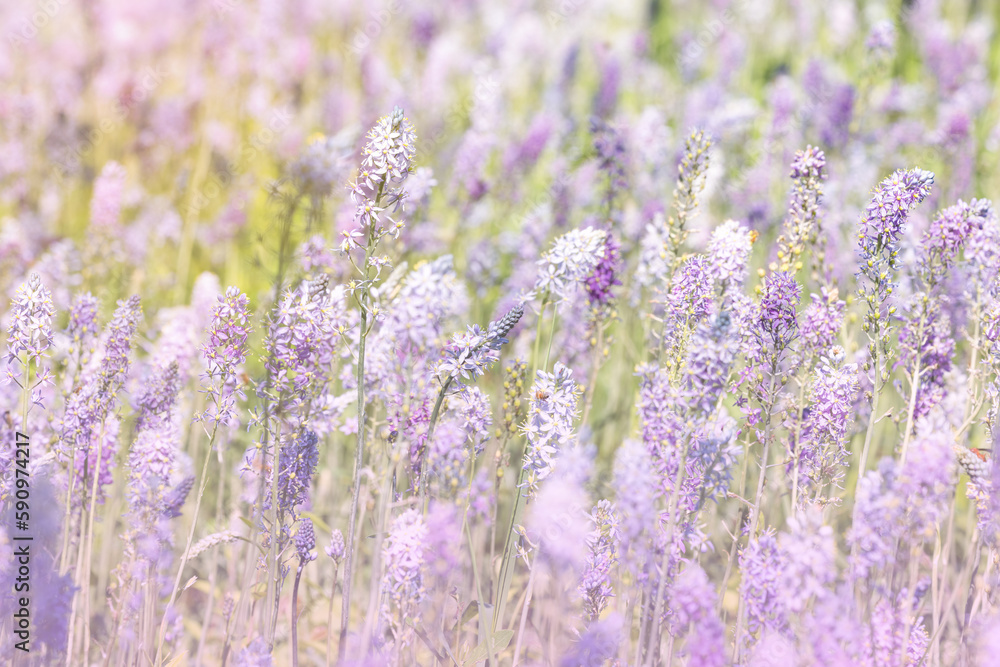 Fototapeta premium field of lavender