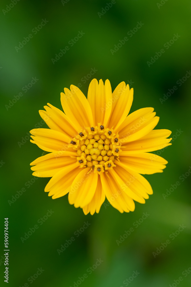 Obraz premium Macro close-up of a small chrysanthemum