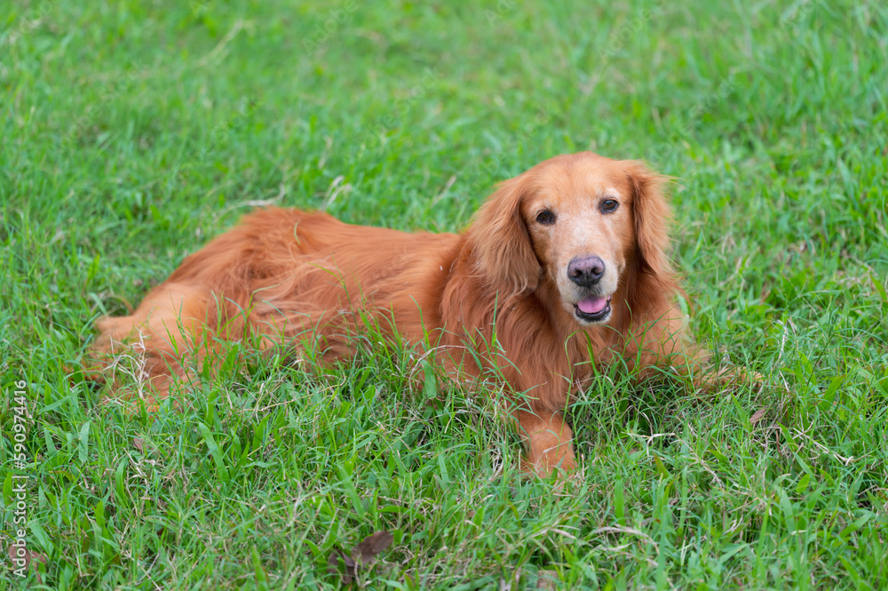 Golden Retriever lying on the grass Golden Retriever lying on the grass
