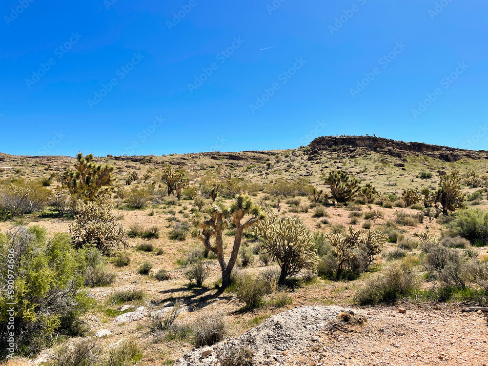 Desert wilderness