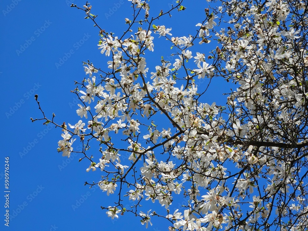 Easter Day Magnolia Blossoms Against Cloudless Sky Easter Day Magnolia Blossoms Against Cloudless Sky