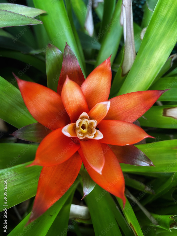 Fototapeta premium close-up photo of orange flowers
