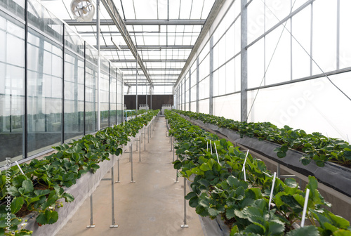 Greenhouse system for cultivation of strawberry. Aluminum Glass wall structure with water  lighting system and Galvanized Box Fans.