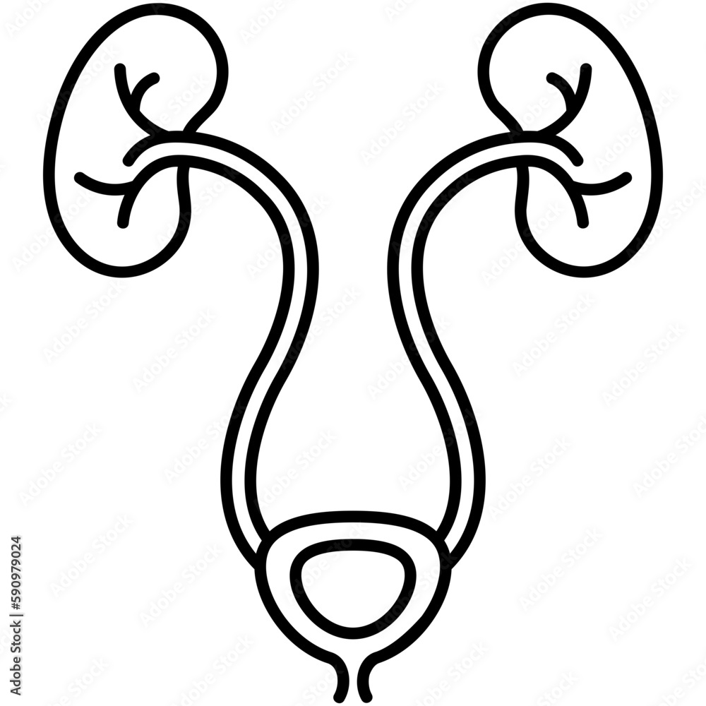 Urology Icon, Line Icon Style, Urinary System Symbol Vector Stock. Urology Icon, Line Icon Style, Urinary System Symbol Vector Stock.