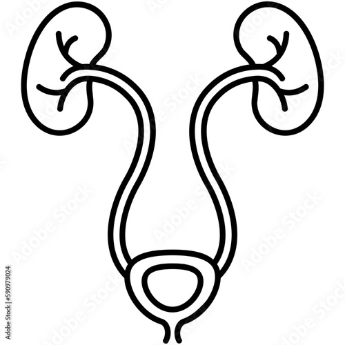 Urology Icon, Line Icon Style, Urinary System Symbol Vector Stock.