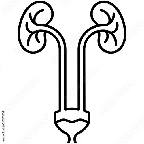 urology icon, line icon style, urinary system symbol vector stock.