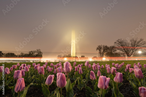 Washington monument (tulip backtground) photo