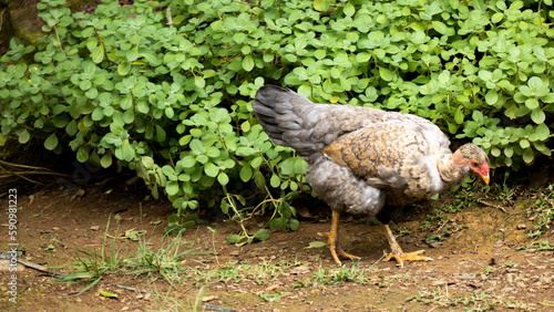 Galinha - Frango - Chicken photo