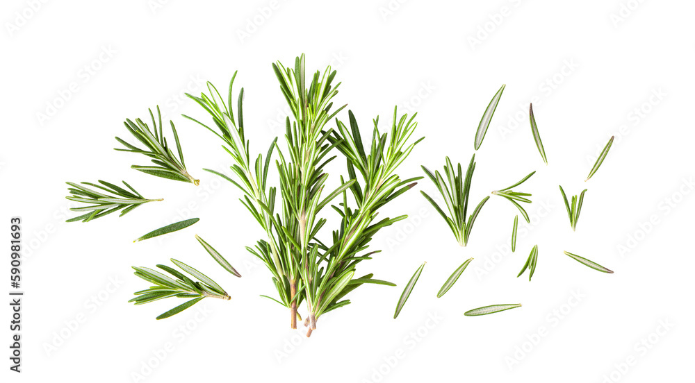 Rosemary isolated on transparent png Rosemary isolated on transparent png