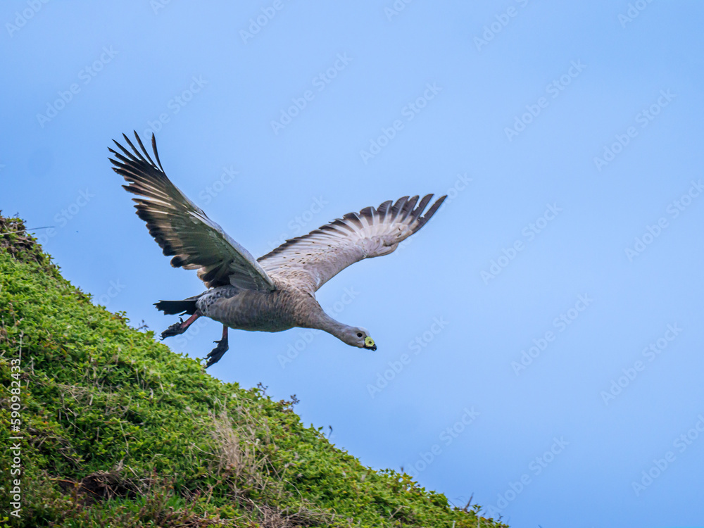 Obraz premium Goose Takes Off