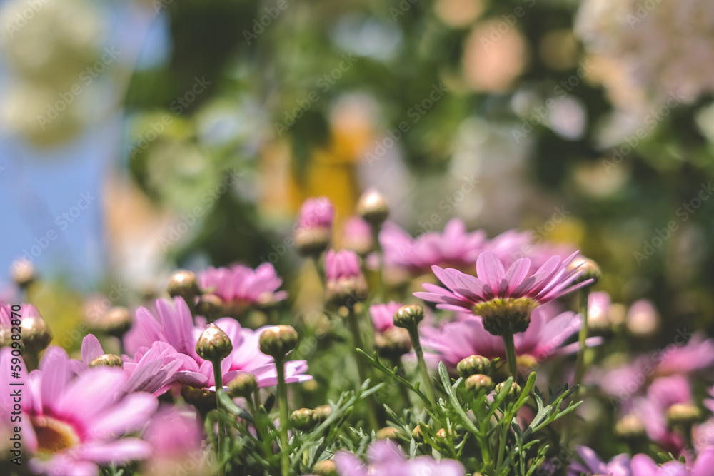 Fototapeta premium Zinnia flowers blooming in the garden at a sunny day