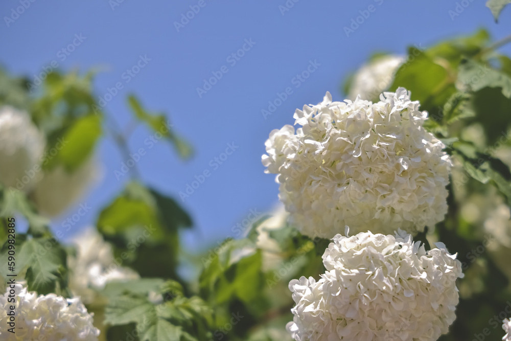 the White inflorescences of blooming decorative viburnum the White inflorescences of blooming decorative viburnum