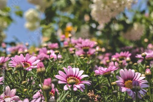 Zinnia flowers blooming in the garden at a sunny day