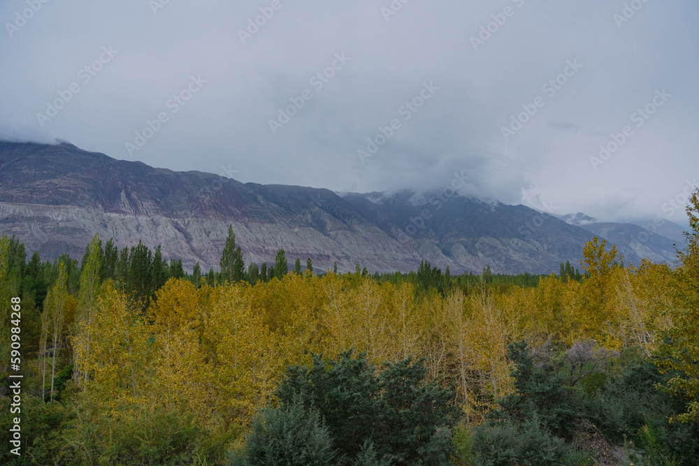 beautiful scenery: mountains and trees in Yarab Tso valley, Leh Ladakh - India