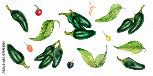 Set of jalapeno green hot peppers compositions watercolor illustration isolated on white.