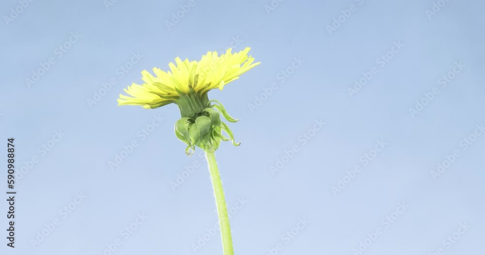 Time lapse of dandelion opening close up view. Macro shoot of flowers group blooming. Nature spring scene. Slow motion rotation. Isolated chroma key on blue Time lapse of dandelion opening close up view. Macro shoot of flowers group blooming. Nature spring scene. Slow motion rotation. Isolated chroma key on blue