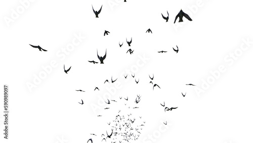 starlings, swarm of birds isolated on transparent background