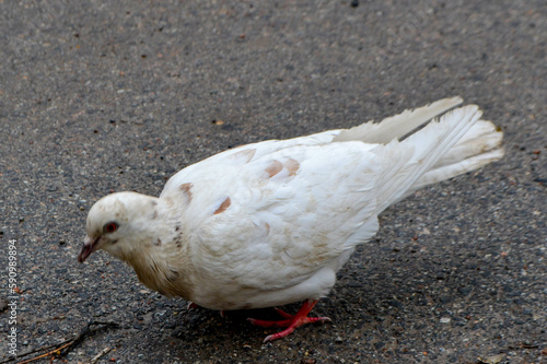 The tail of a bird. A pigeon is walking on the ground with the word pigeon on it. High quality photo photo