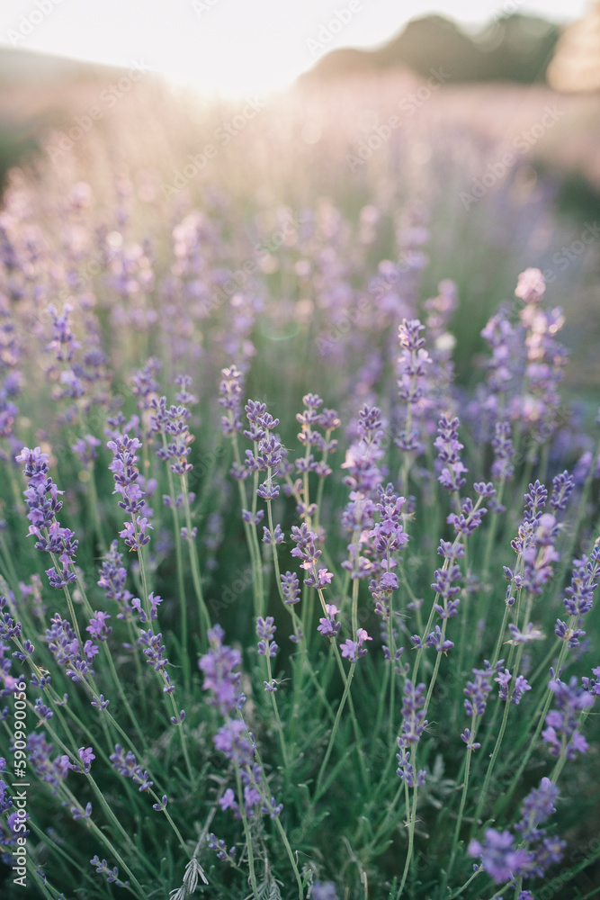 Wild lavender flowers in the rays of sunset. Closeup summer background. Selective focus