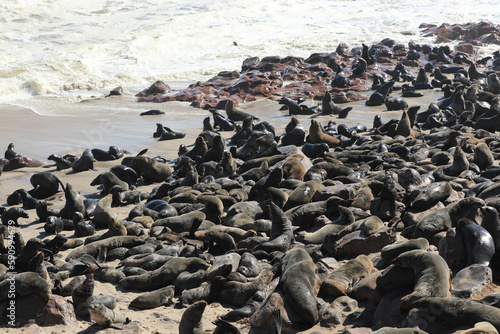 Thousands of seals in Namibia, Capecross