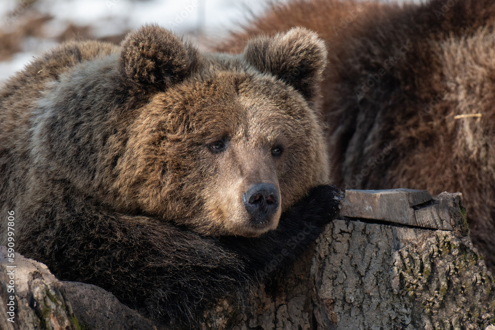 Wild adult Brown Bear (Ursus Arctos) in the spring forest Wild adult Brown Bear (Ursus Arctos) in the spring forest