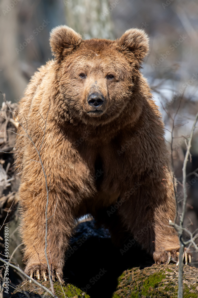 Wild adult Brown Bear (Ursus Arctos) in the spring forest