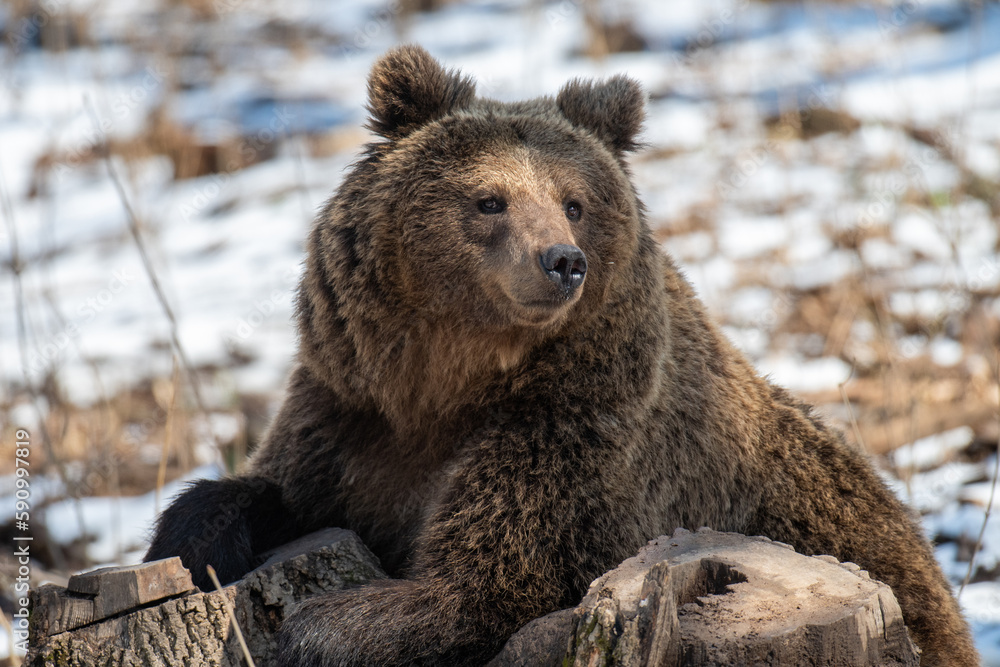 Obraz premium Wild adult Brown Bear (Ursus Arctos) in the spring forest