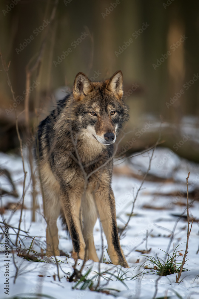 Fototapeta premium Wolf in the forest up close. Wild animal in the natural habitat