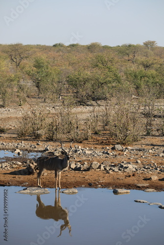 Reflection of the animals in Namibia  Etosha National Park