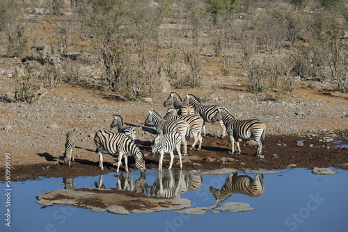 Reflection of the animals in Namibia  Etosha National Park