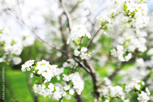 White flowers on a green bush. Spring cherry apple blossom. The white rose is blooming.