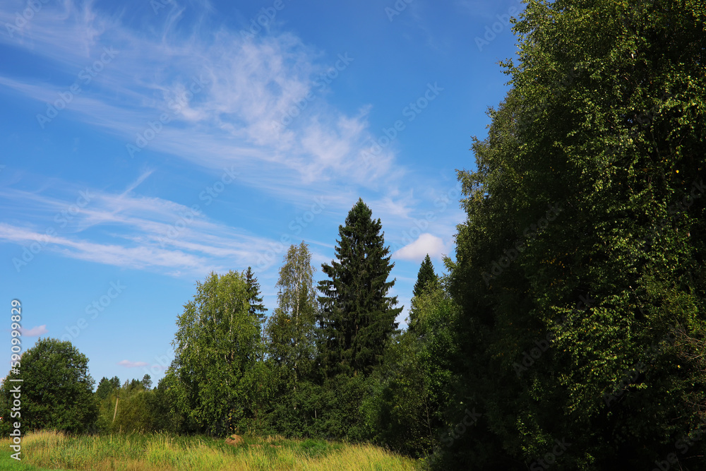Spring nature background. Greenery of trees and grasses on a sunny spring morning. Forest landscape. Spring nature background. Greenery of trees and grasses on a sunny spring morning. Forest landscape.