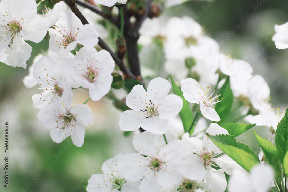 White flowers on a green bush. The white rose is blooming. Spring cherry apple blossom. White flowers on a green bush. The white rose is blooming. Spring cherry apple blossom.