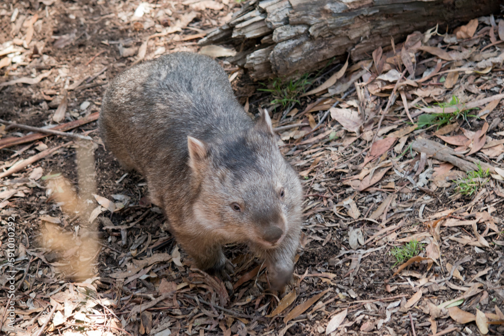 the common wombat is walking through a woods the common wombat is walking through a woods