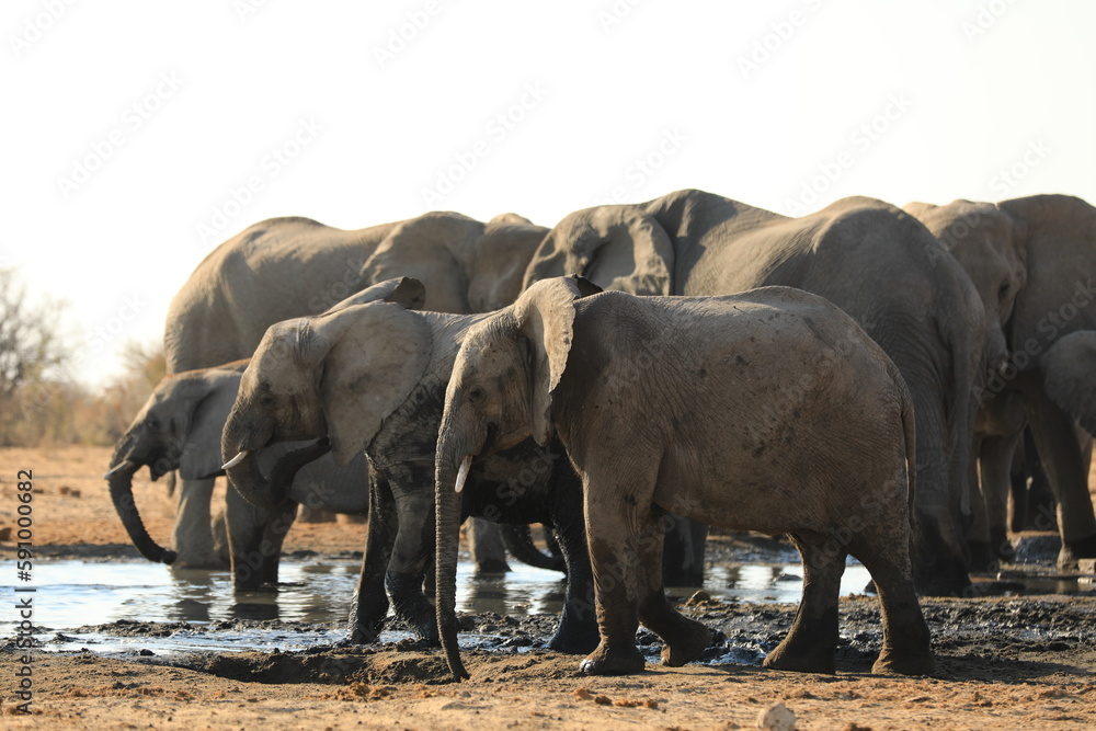 Fototapeta premium Elephant Family has a great time in swamp, Namibia Etosha National Park