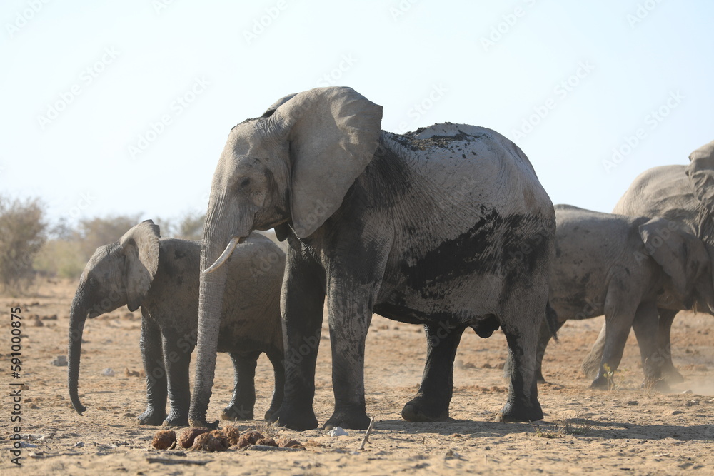 Fototapeta premium Elephant Family has a great time in swamp, Namibia Etosha National Park