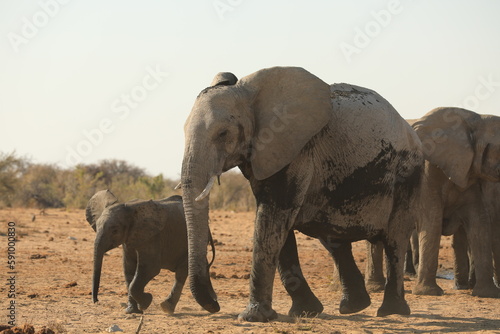 Elephant Family has a great time in swamp  Namibia Etosha National Park