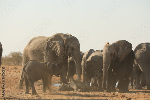 Elephant Family has a great time in swamp  Namibia Etosha National Park