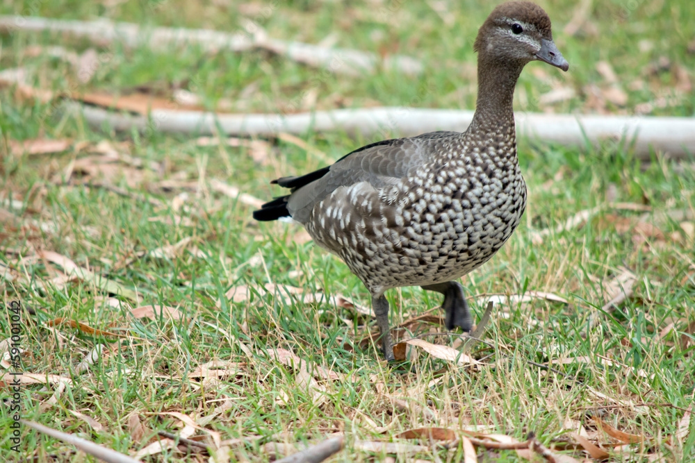the female maned duck is walking in the grass