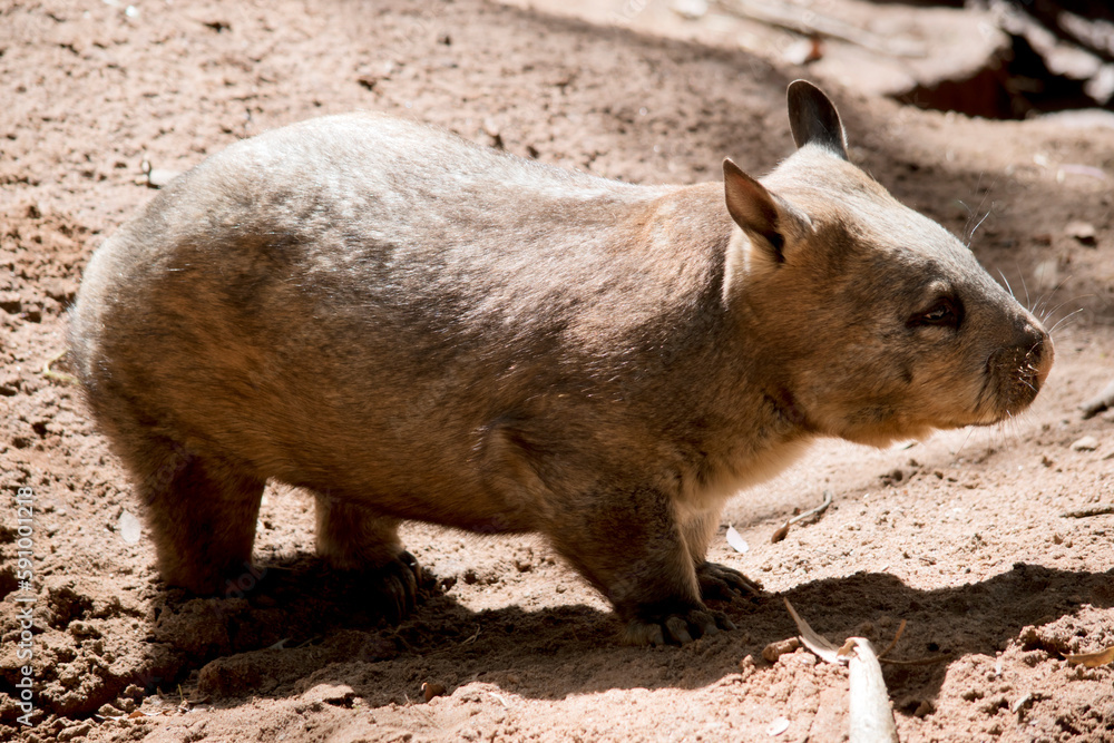 this is the side view of a hairy nosed wombat this is the side view of a hairy nosed wombat