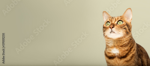 The head of a Bengal cat looks to the side with interest on a colored background.