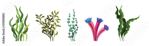 Corals and Seaweed as Growing Underwater Flora and Sea Plants Vector Set
