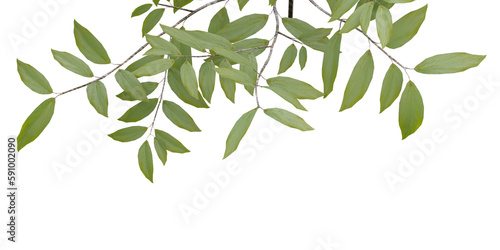 Green leaves on transparent background  3d render.