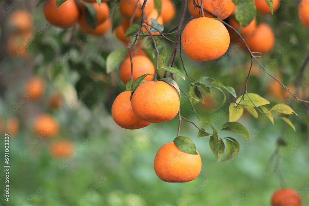 Fruitful Juicy oranges grow on trees. organic orange farm.