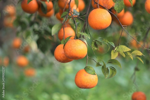 Fruitful Juicy oranges grow on trees. organic orange farm.