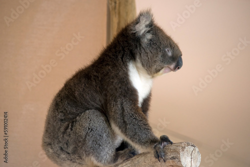 this is a side view of a koala © susan flashman